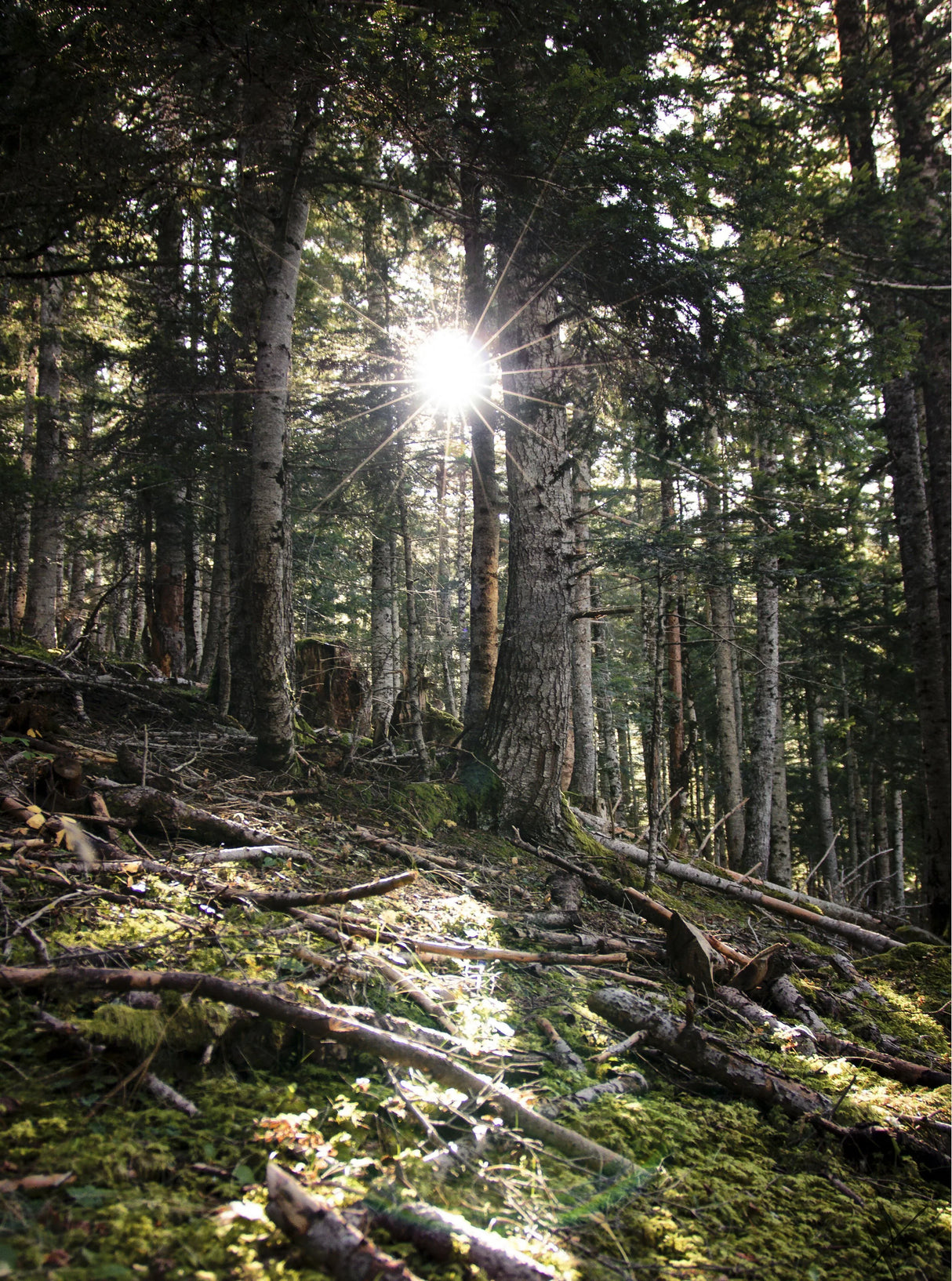 Hotel Viella - - Caranva